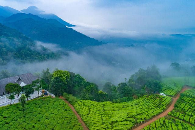 Happy Valley Tea Estate